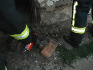 Vaddarazsak épületbe fészkeltek