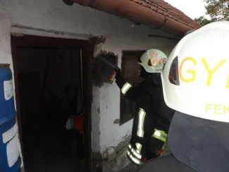 Vaddarazsak épületbe fészkeltek