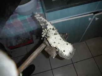 Vaddarazsak lakóépületbe költöztek