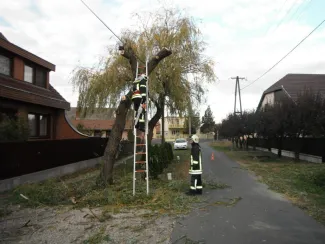 Fűzfa megdőlt