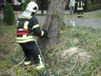 Fűzfa megdőlt