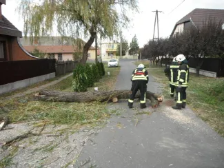 Fűzfa megdőlt