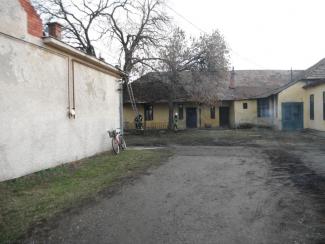 Fa ágai meghasadtak