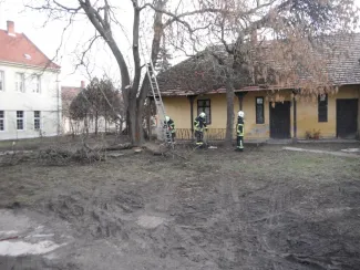 Fa ágai meghasadtak