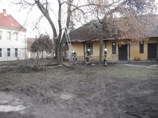 Fa ágai meghasadtak