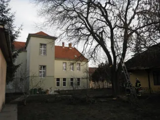 Fa ágai meghasadtak