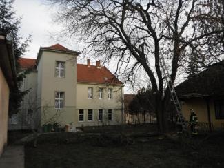 Fa ágai meghasadtak