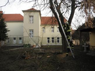 Fa ágai meghasadtak