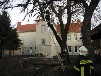 Fa ágai meghasadtak