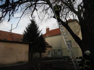 Fa ágai meghasadtak