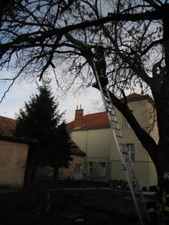 Fa ágai meghasadtak