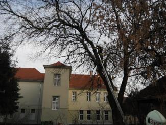 Fa ágai meghasadtak