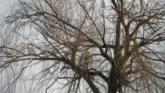 Fűzfa ágai telefonvezetékre szakadtak