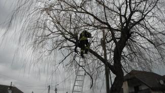 Fűzfa ágai telefonvezetékre szakadtak