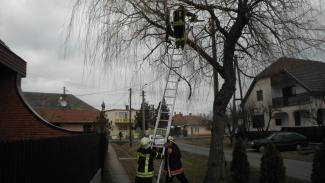 Fűzfa ágai telefonvezetékre szakadtak