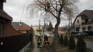 Fűzfa ágai telefonvezetékre szakadtak