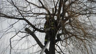 Fűzfa ágai telefonvezetékre szakadtak