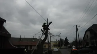 Fűzfa ágai telefonvezetékre szakadtak