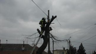 Fűzfa ágai telefonvezetékre szakadtak
