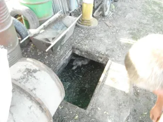 Aknába esett a malac.