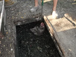 Aknába esett a malac.