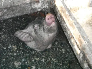 Aknába esett a malac.