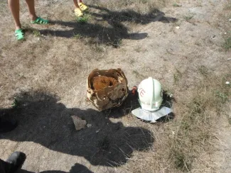 Nyaralóba vaddarazsak költöztek.