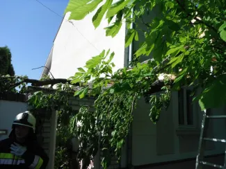 Nagyméretű fa meghasadt