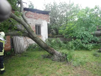 Nagyméretű fa melléképületre dőlt.