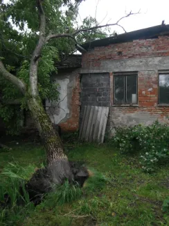 Nagyméretű fa melléképületre dőlt.