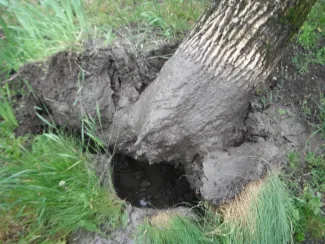 Nagyméretű fa melléképületre dőlt.
