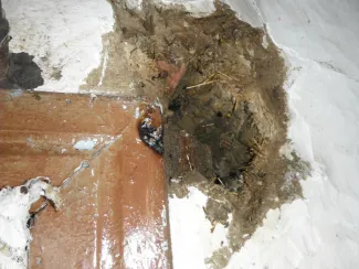 Darazsak lakóépületbe költöztek.