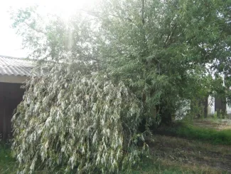 Nagy méretű fenyőfa épületre dőlt.