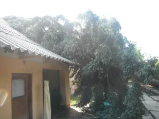 Nagy méretű fenyőfa épületre dőlt.