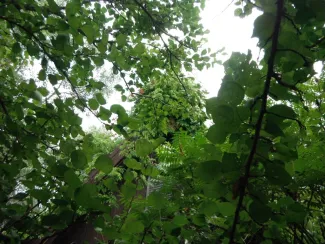 Gyermek táborban lódarazsak gyerekeket veszélyeztettek