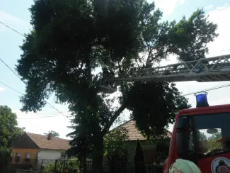 Gyomaendrődön a Gárdonyi Géza utcán fa villanyvezetékre dölt