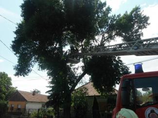 Gyomaendrődön a Gárdonyi Géza utcán fa villanyvezetékre dölt