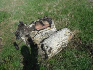 Gyomaendrődön Toldi utcán műanyag konténerek égtek.