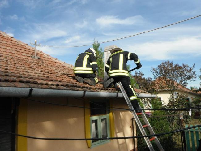 Vaddarazsak lakóépületbe költöztek